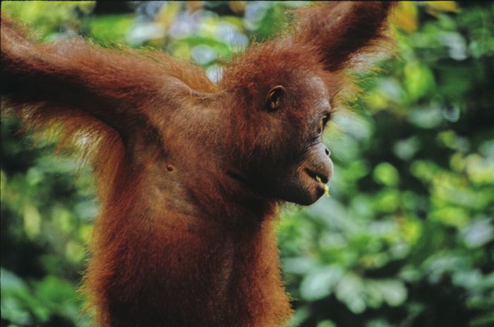 Orangutan-Borneo-Sepilok-Rehabilitation Baby Oranguatan at Sepilok Conservation in Borneo