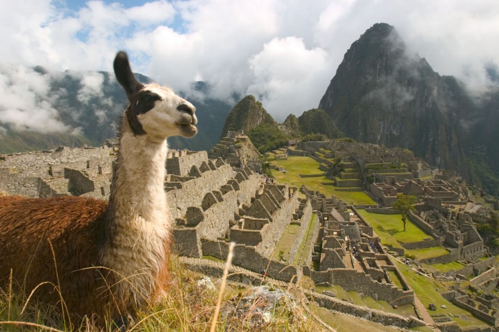Llama's reside at Machu Picchu