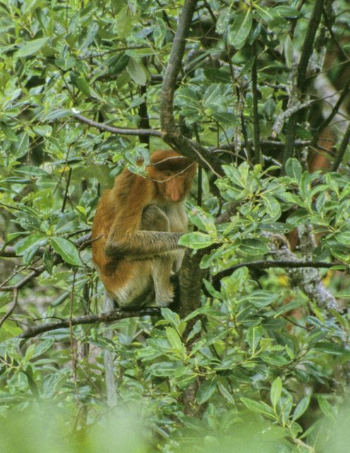 Proboscis Money-Bako-Borneo-Malaysia Proboscis Money, in Bako NP Sarawak