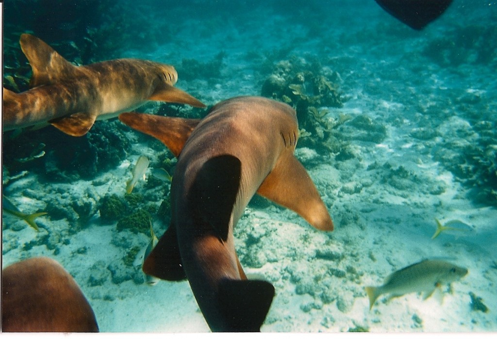 Up Close and Personal with the Sharks