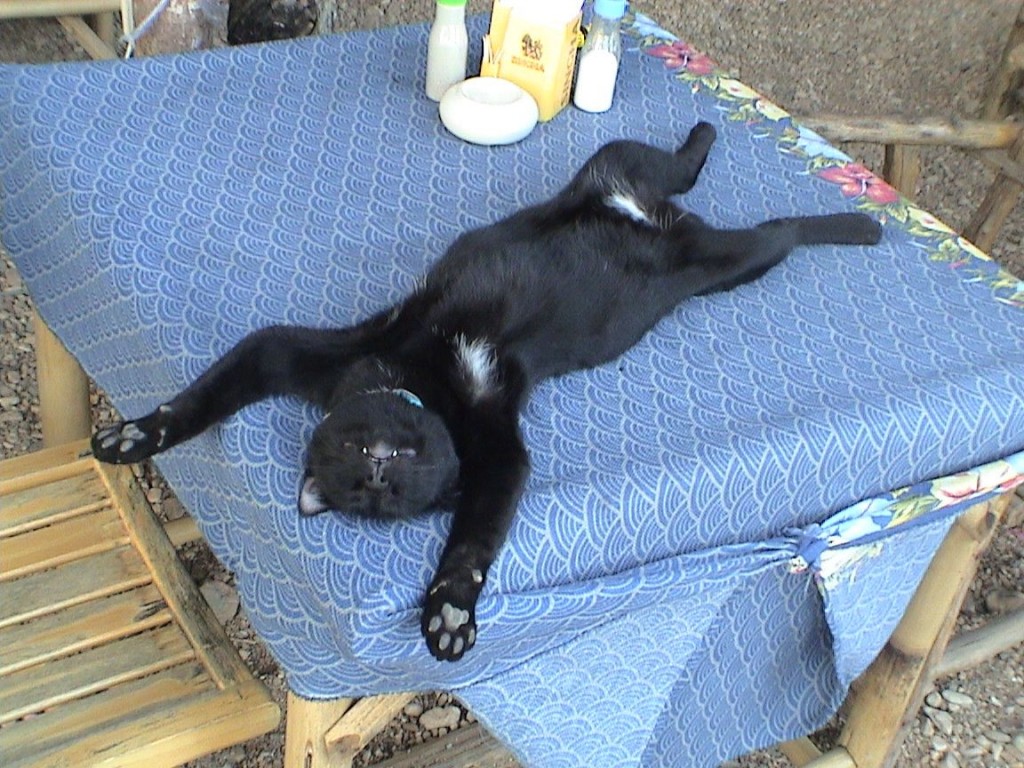 Sleeping Cat, Thailand