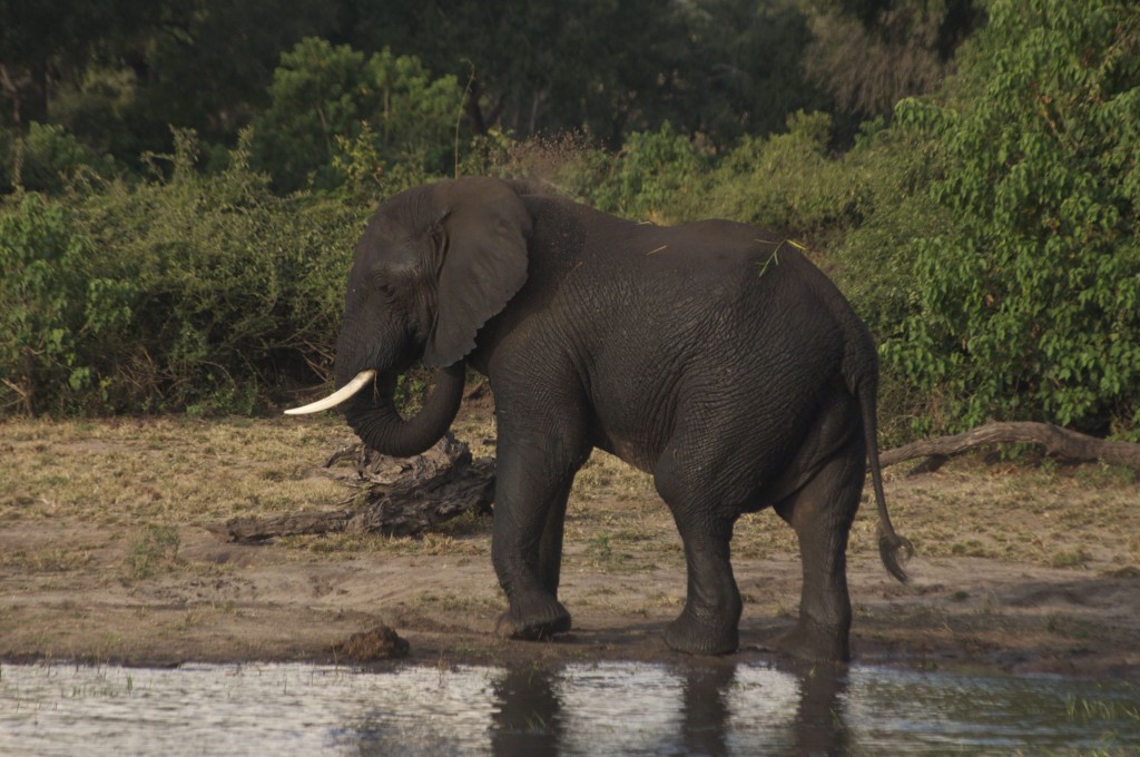 An Elephant in Chobe National Park, Luckily not in our Camp