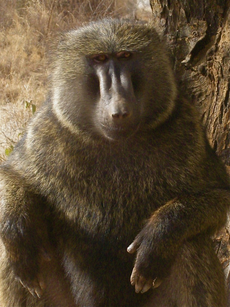 A Nice Baboon in Ethiopia