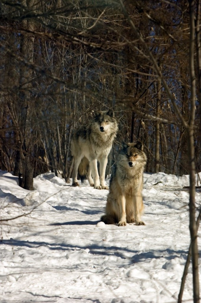 Free to Roam the Woods