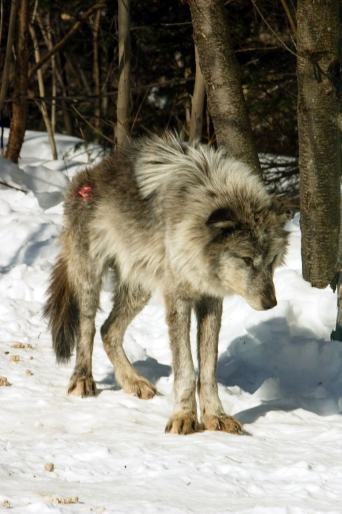 The Poor Omega Wolf