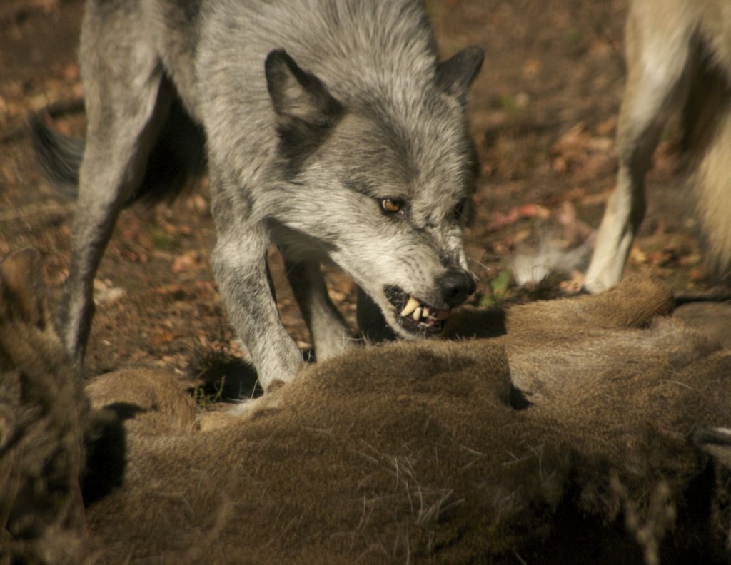 Looking Vicious as they Feed