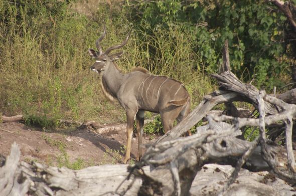 chobe-botswana-africa-impalla Impalla in Chobe National Park Botswana