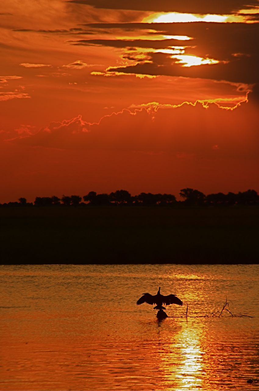 africa-sunset-botswana Bird spreads wings at sunset in Botswana Africa