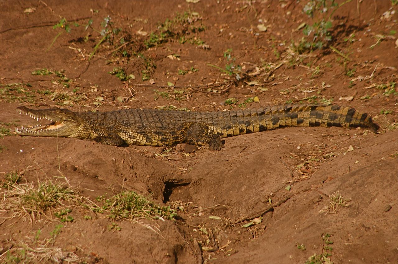 crocodile-botswana-africa Crocodile Botswana river bank in chobe Africa