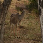 deer