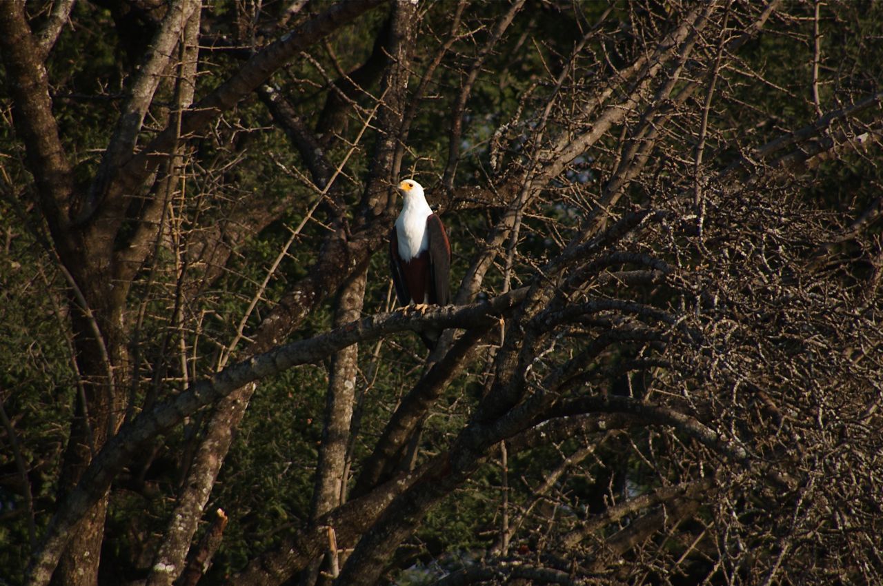 Chobe-Botswana-eagle Fish Eagle in Chobe National Park Botswana
