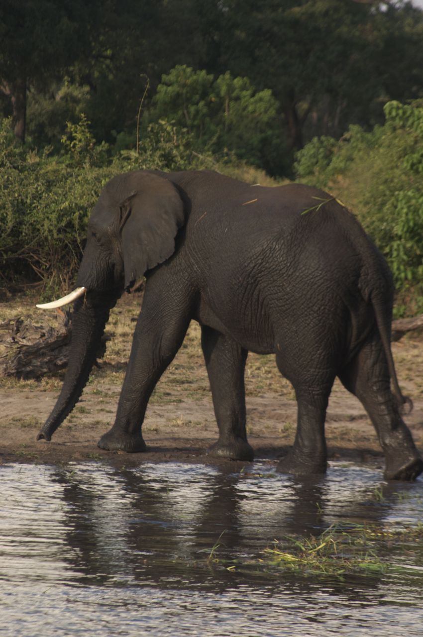 elephant-botswana-chobe elephant on bank of chobe river botswana africa