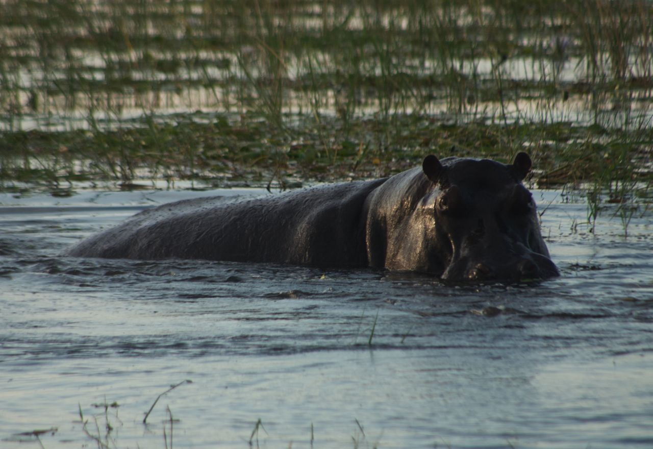 hippo-chobe-botswana-africa A hippo half in water of Chobe National Park Botswana