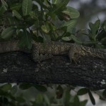 lizard