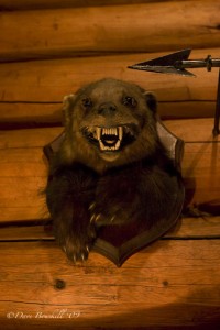 Wolverine