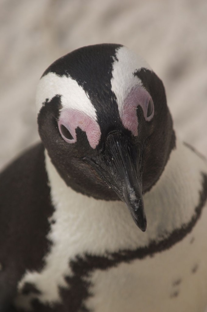 south african penguin