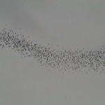 DSC01410