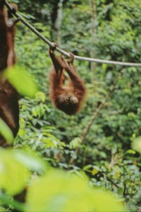 Orangutan2