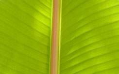 eco-friendly Villas Tranquilas supports many eco-friendly practices.