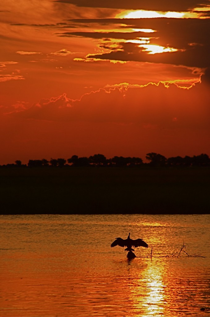 Chobe National Park Botswana