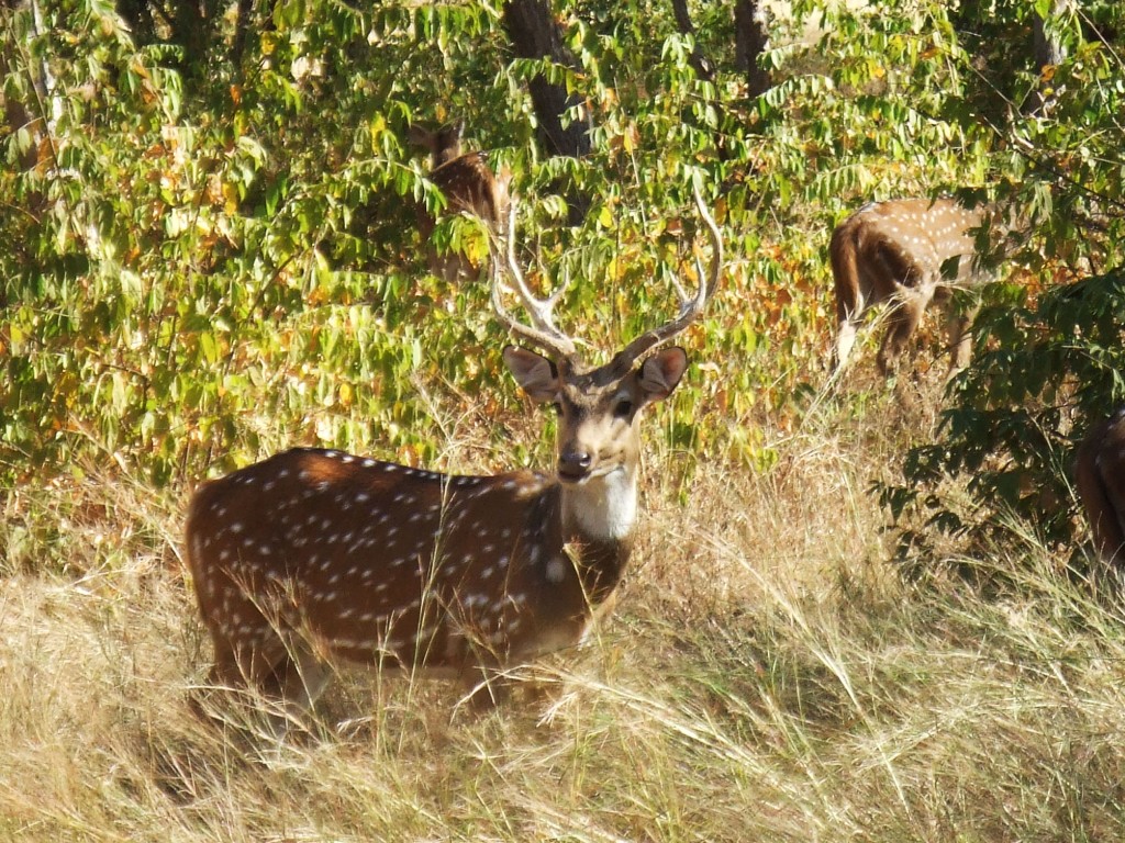 ranthambore, india