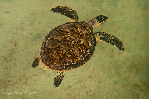 SriLanka-Kosgoda-Turtle Hatchery04010Feb-6 SriLanka-Kosgoda-Turtle Hatchery04010Feb-6