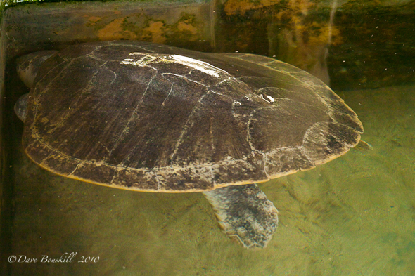 SriLanka-Kosgoda-Turtle Hatchery05810Feb-9 Injured turtle