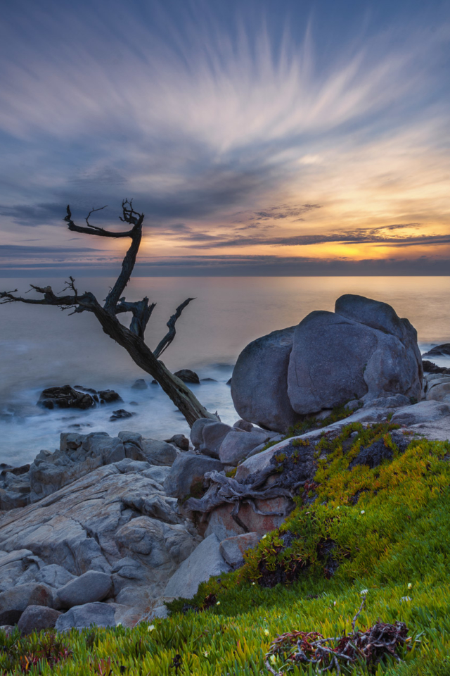 The Ghost Tree on 17 Mile Drive