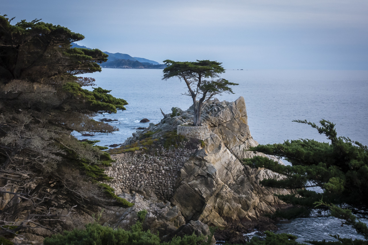 The Lone cypress on 17 Mile Drive