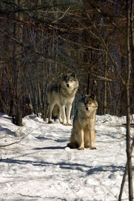Grey wolves are Free to Roam the Woods