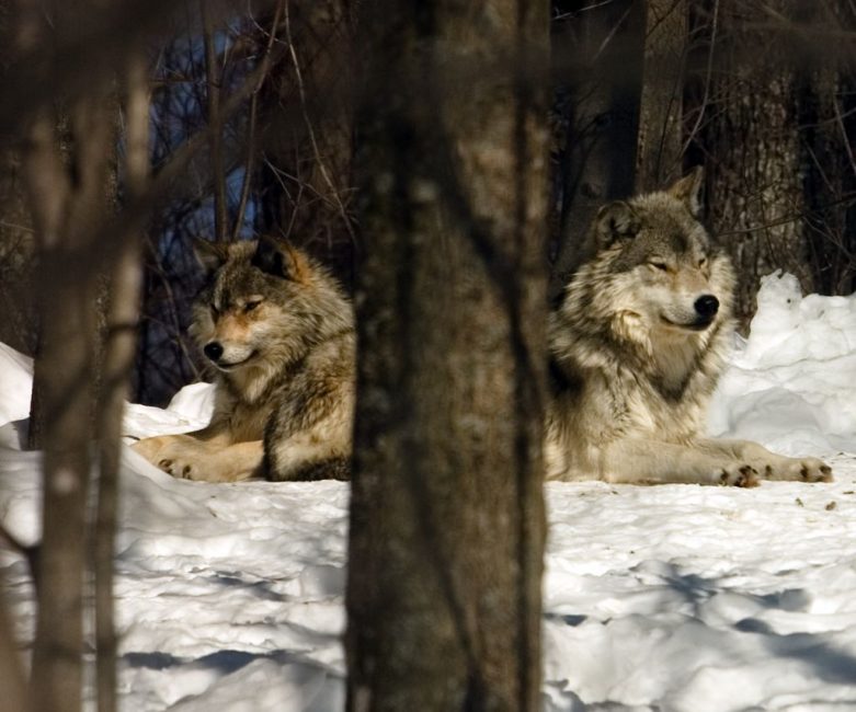 Grey Wolves Relaxing in the Haliburton Sanctuary