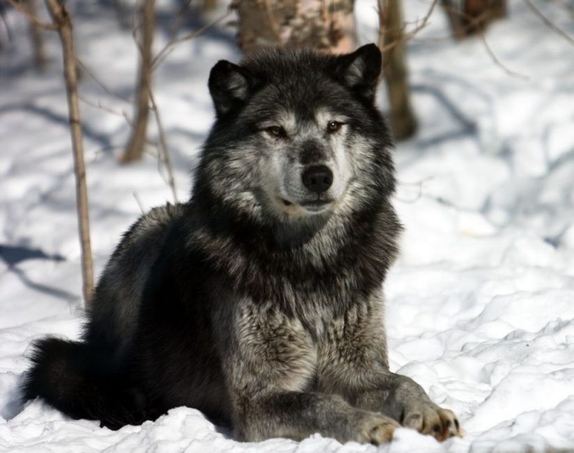 Grey wolf Alpha Male looking over Pack