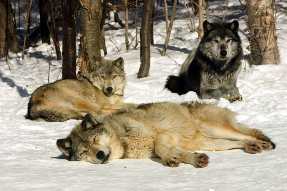 Wolf Sanctuary in Haliburton forest