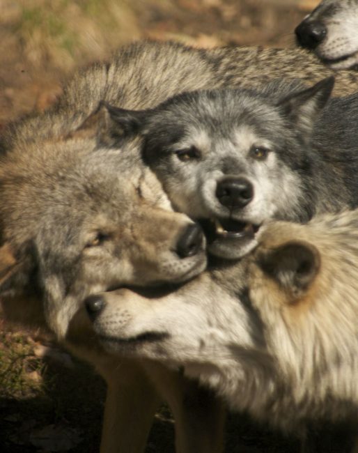 Some Cuddle Time with other Grey Wolves