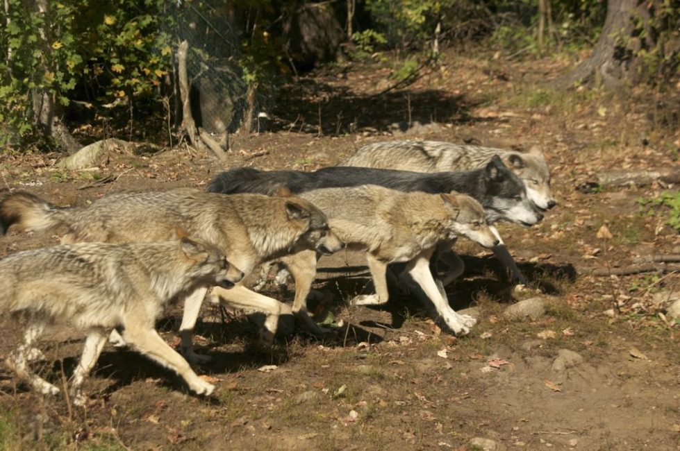 Meet the Grey Wolf Pack of Haliburton Forest