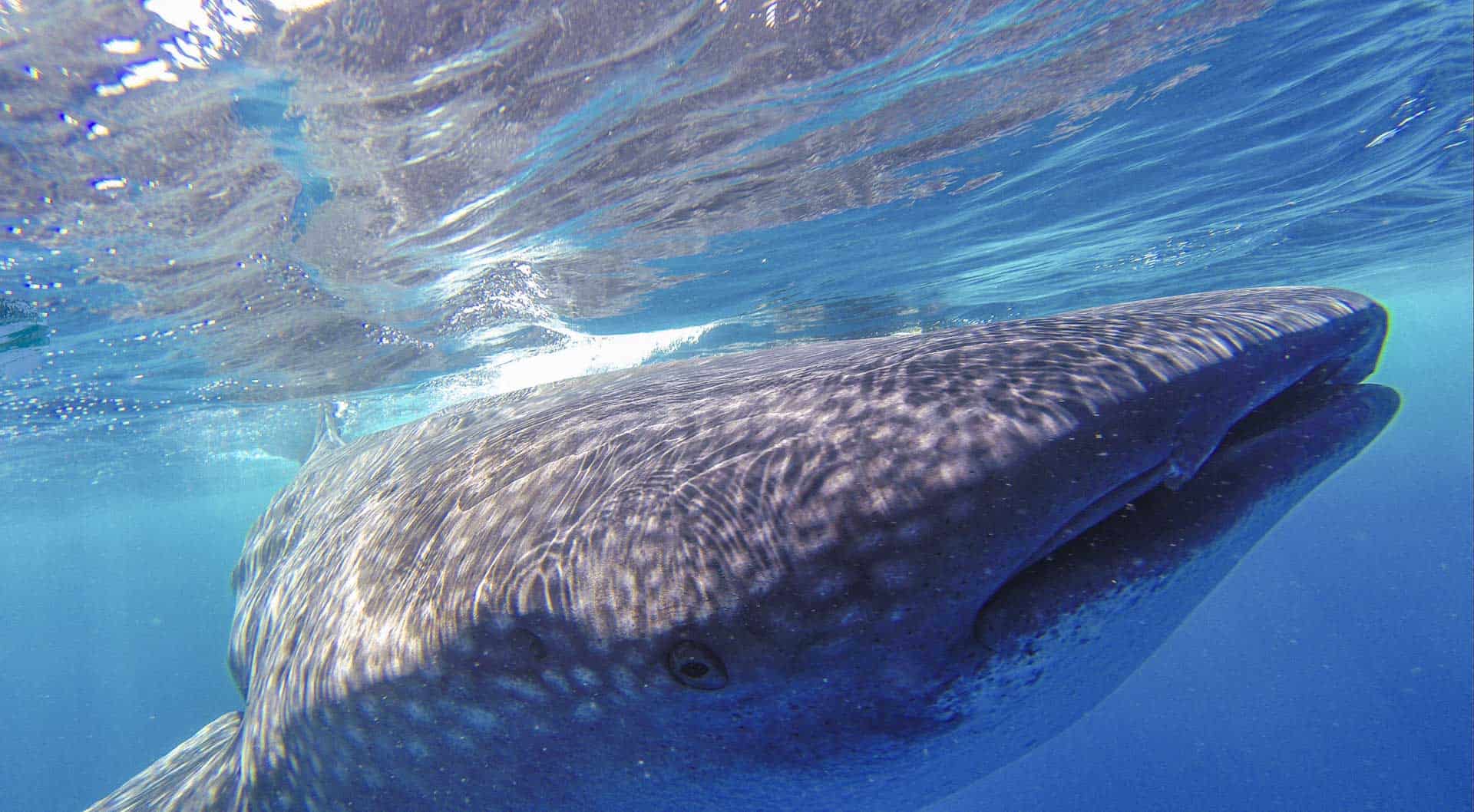 cancun day trips whale sharks