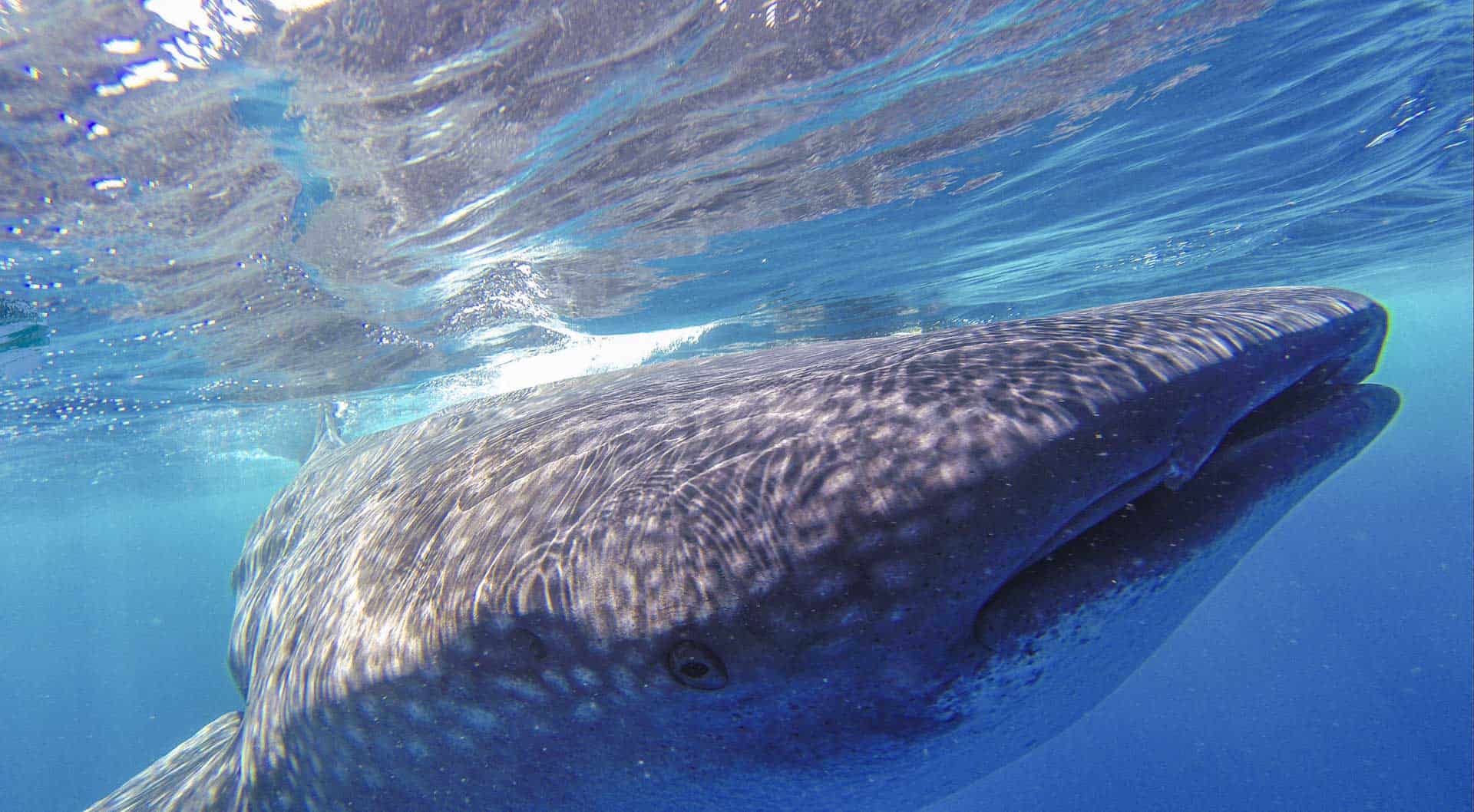 Swim with Whale Sharks in Cancun