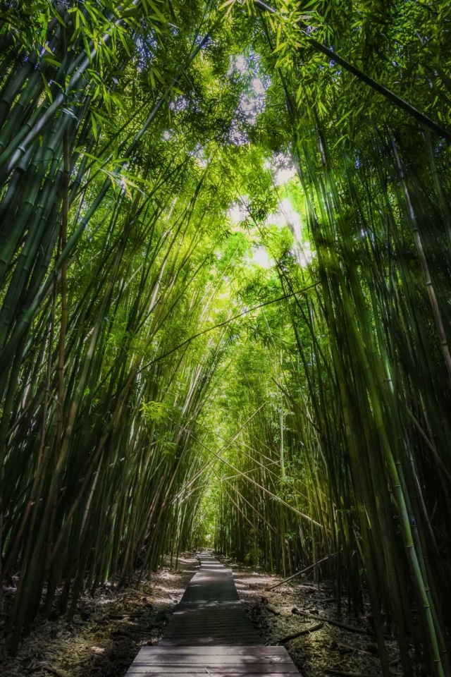 Bamboo Forest in Maui