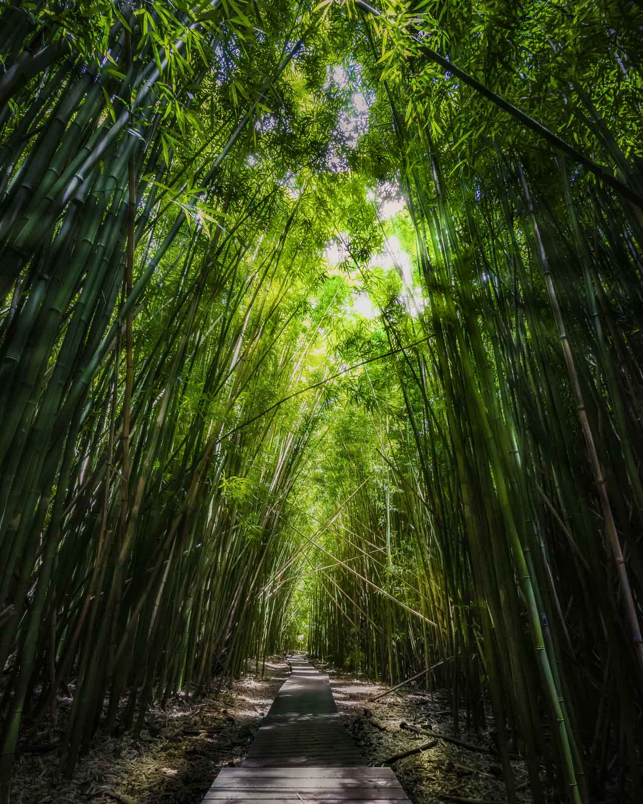 Bamboo Forest in Maui
