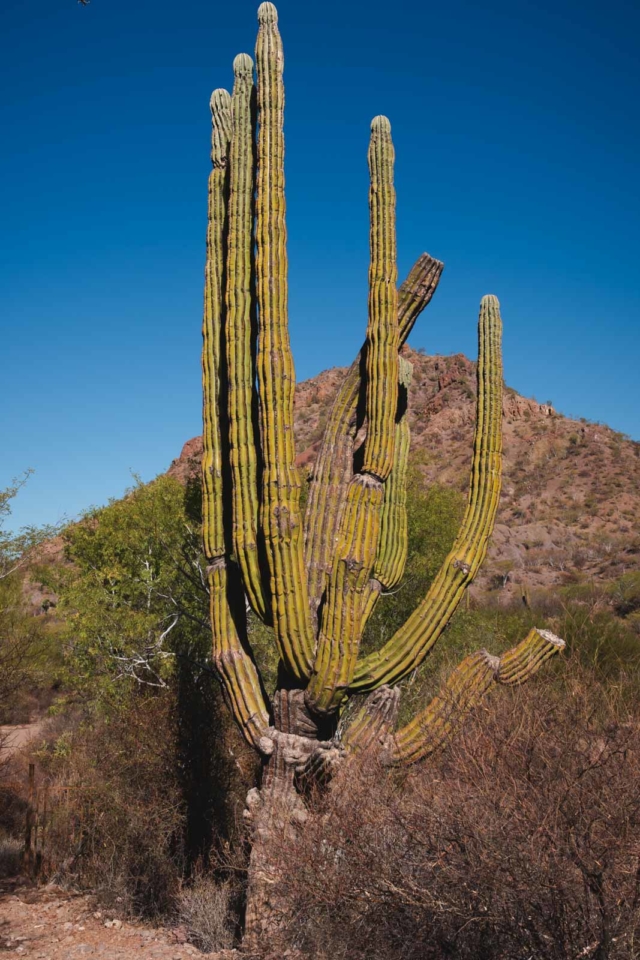 Cacti forests around Loreto Baja Mexico