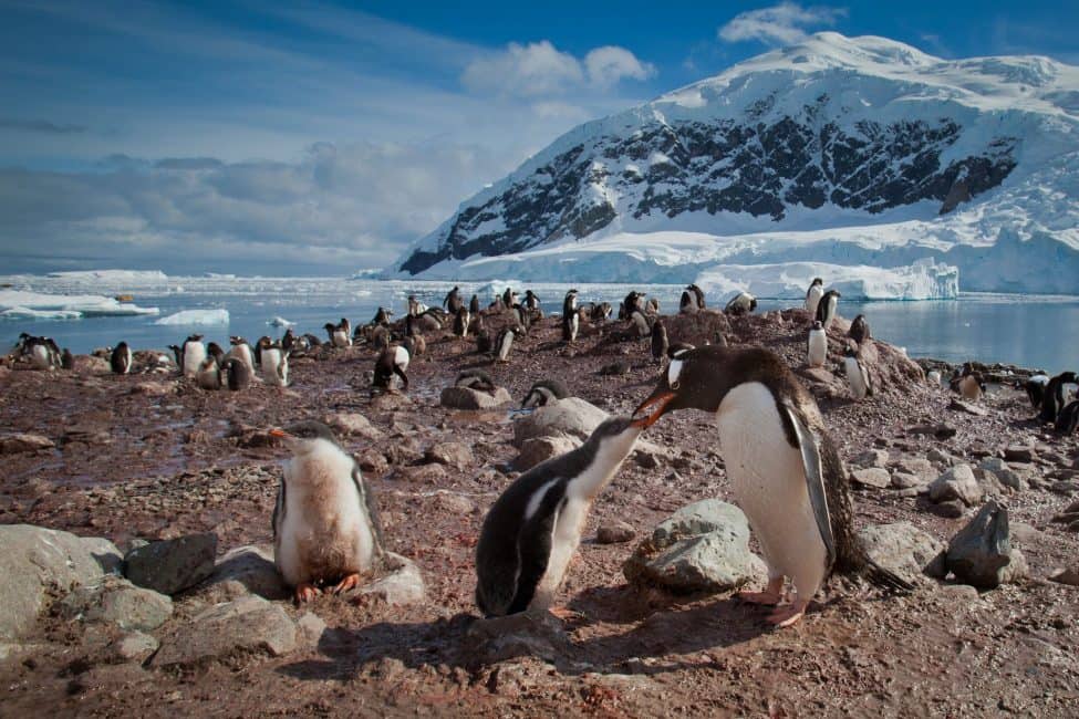 Amazing Antarctica In Photos 