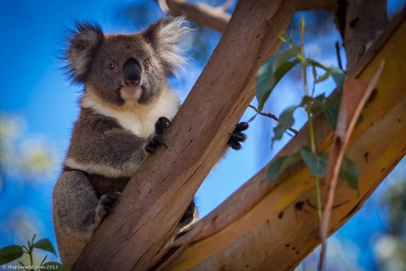 fly Air New Zealand to visit Australia - koala
