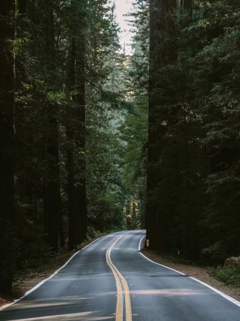 Avenue of the giants in Northern California