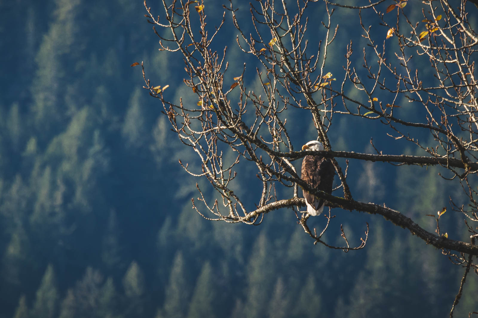 Bald Eagles in Squamish