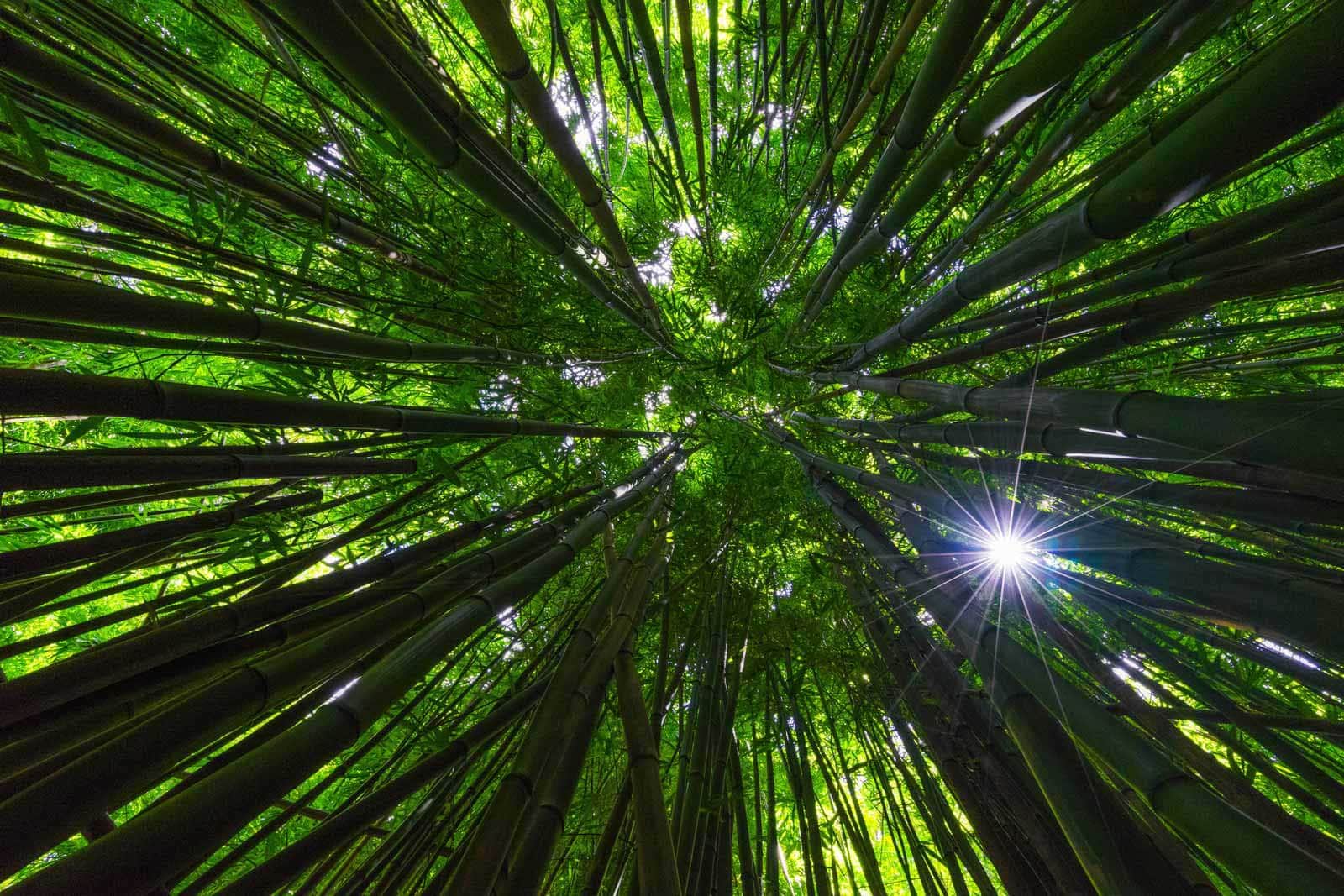 Bamboo Forest on Road to Hana in Maui during our visit in October