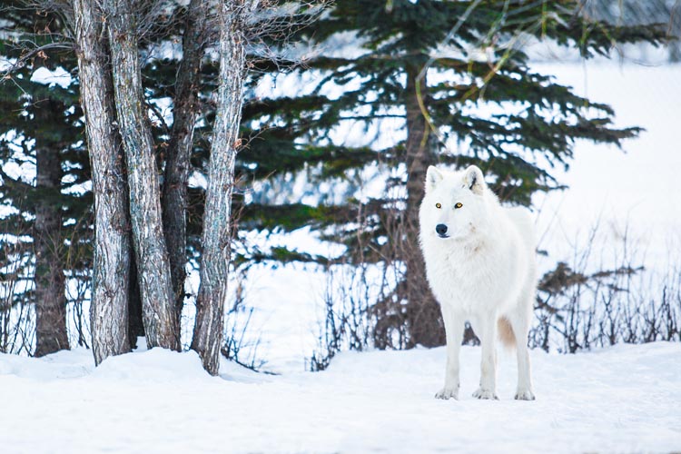 Don't miss the Yamnuska Wolfdog Sanctuary Banff Canada