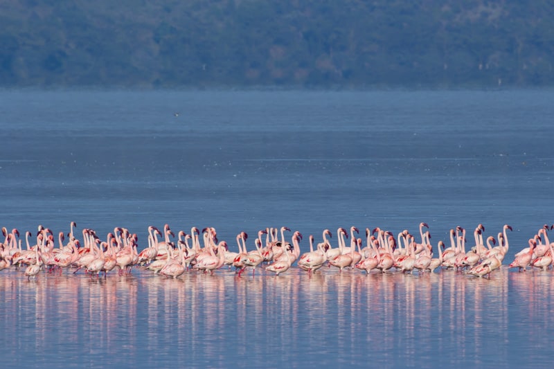 Lake Nakuru in Kenya