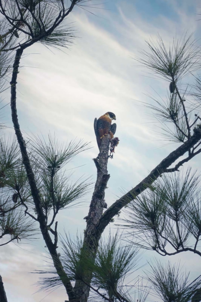 Bird Watching in Belize Orange Breasted Falcon