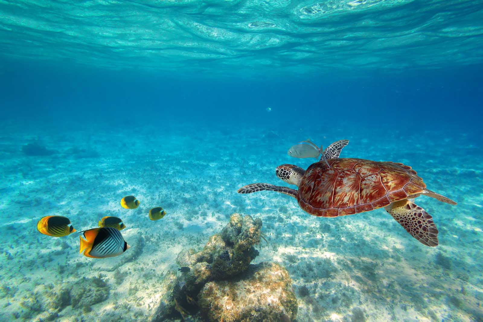 Best Beaches in Fort Lauderdale Red Reef Park Snorkeling
