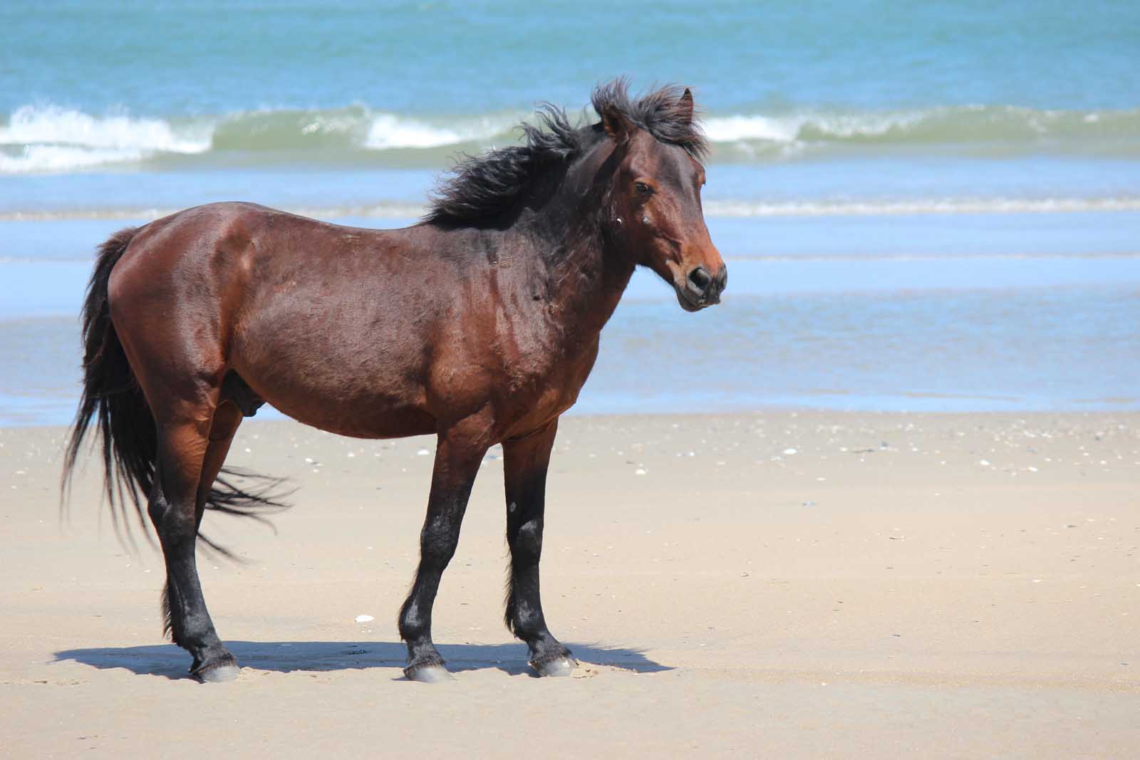 Best Beaches in the USA Corolla Beach Horses